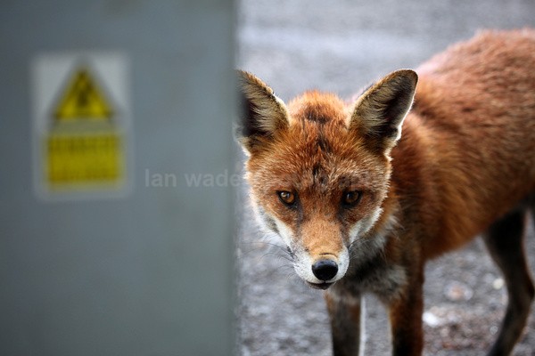  - Urban Foxes, Bristol, Great Britain