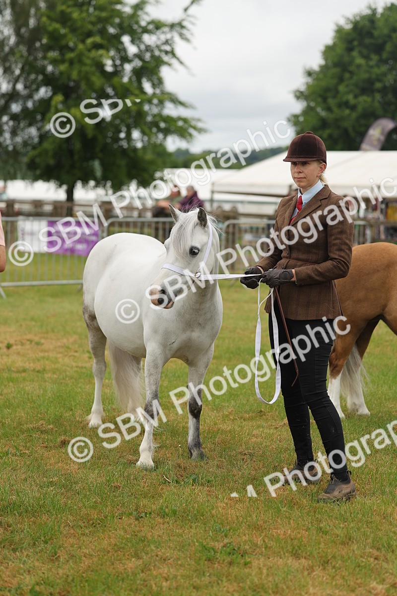 SBM_01568 - Class 50-57 - M&M Welsh Pony In Hand