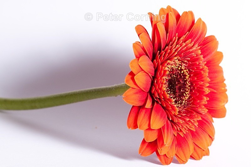  - Flowers