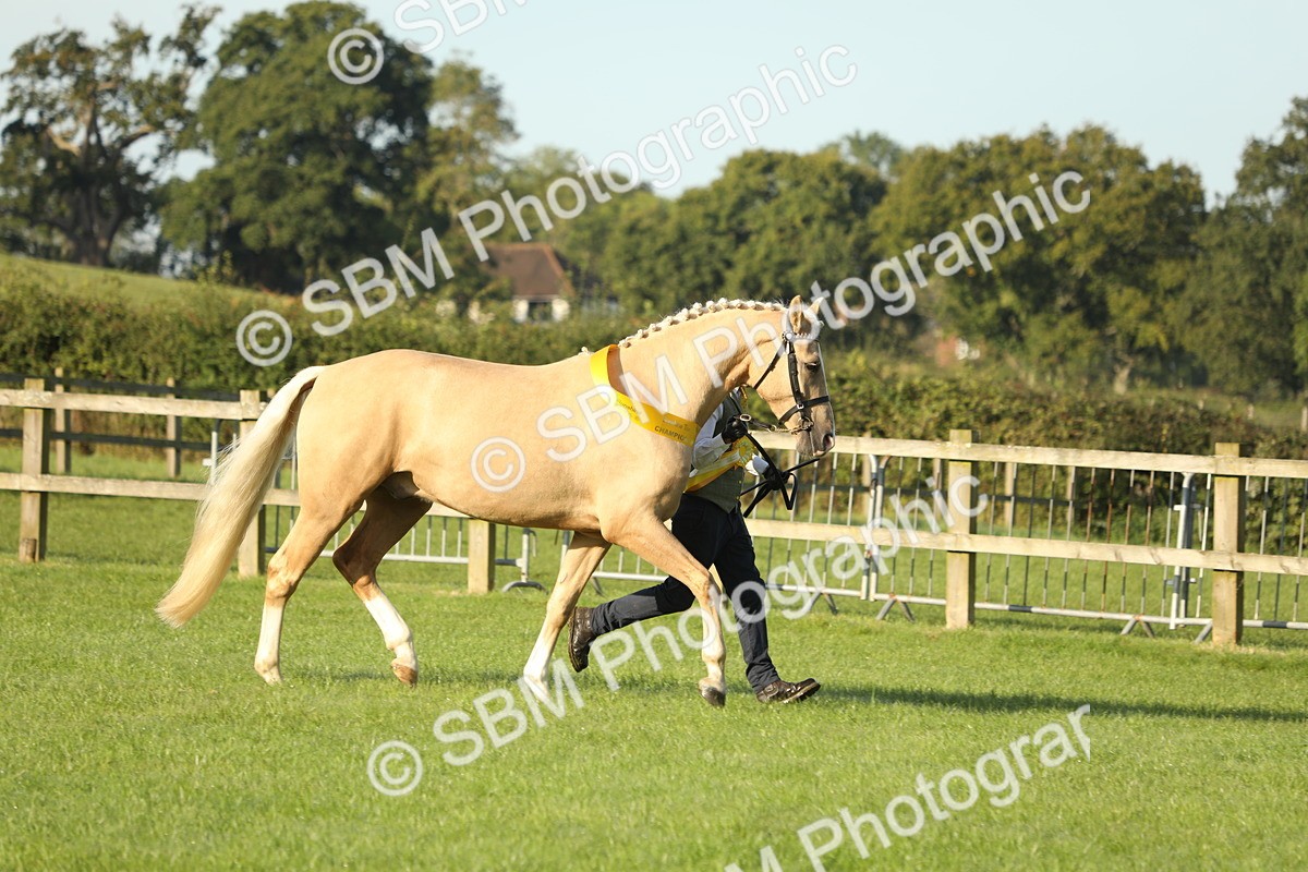 SBM_57995 - S42 - Youngstock