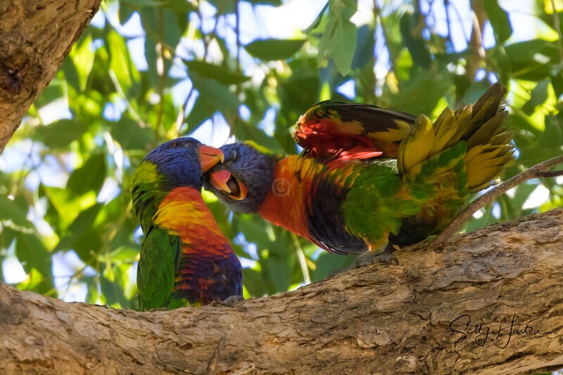 Laughing Buddy 0A3A4637 - Lorikeets