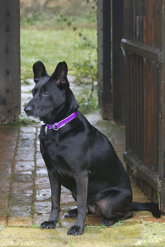 Waiting in the Dry - Molly - my very own best friend...