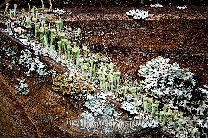 Lichen Gate - Plants & Flowers