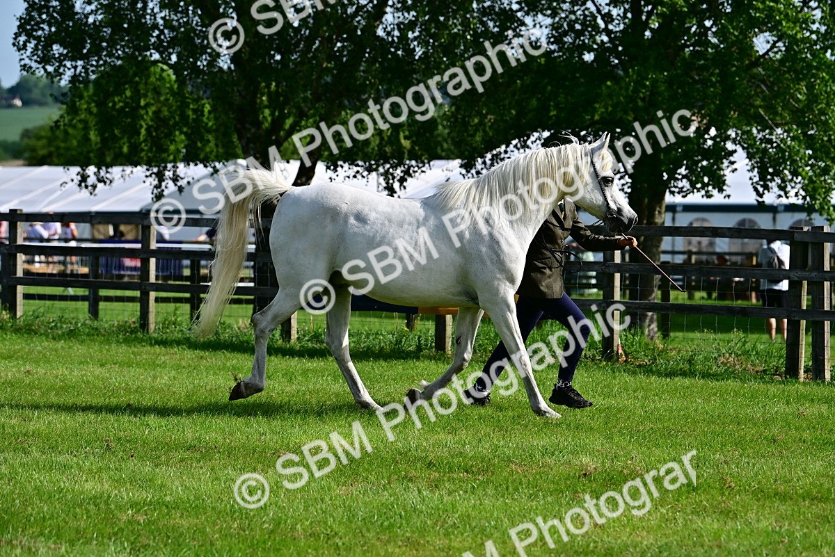 SBM_01051 - Class 46-49 - Arab and Part Bed-Anglo Arab In Hand