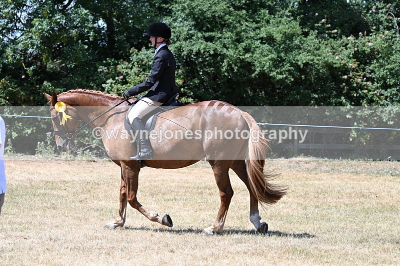 WJ7_3223 - Class 7 Riding Club Show Horse