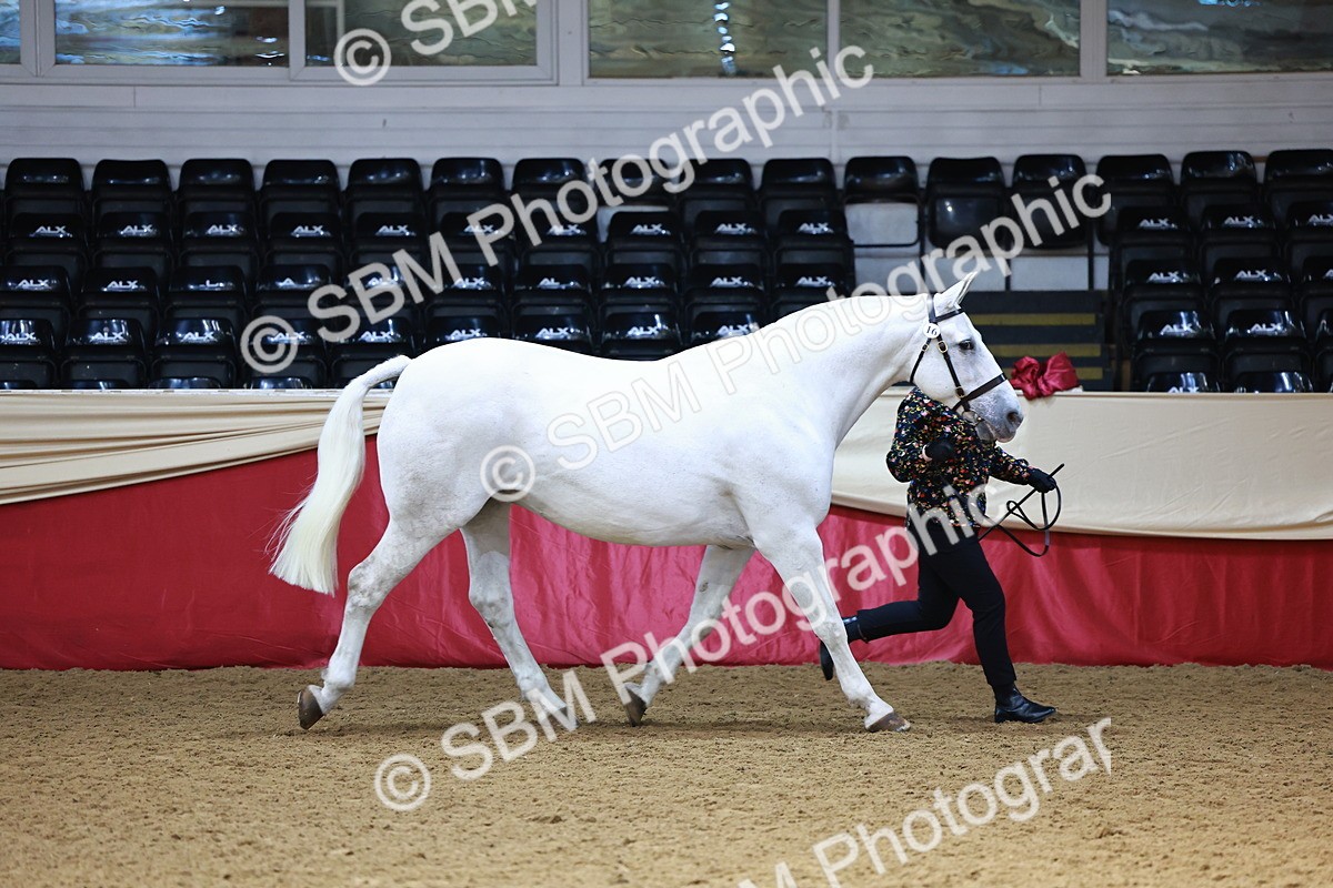 SBM_23136 - Class 903 - Supreme Final - IH Pre Vet