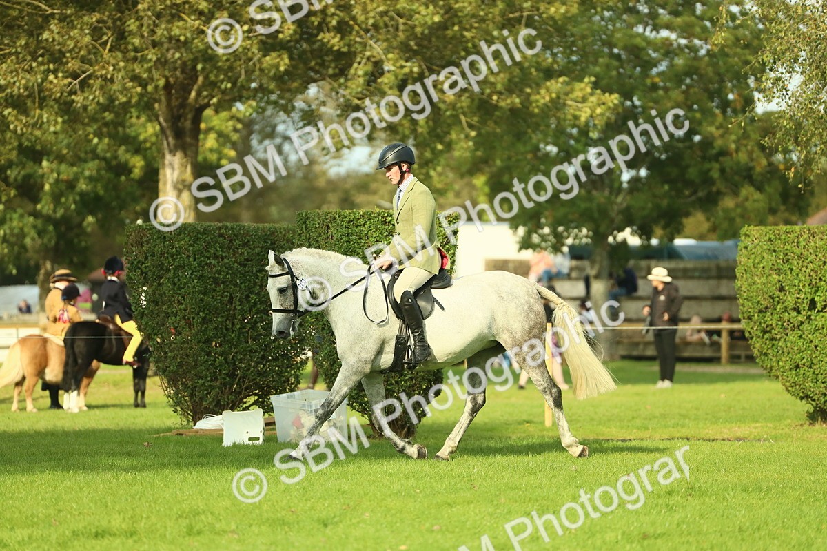 SBM_52115 - S33 - Working Hunter & Working Show Horse