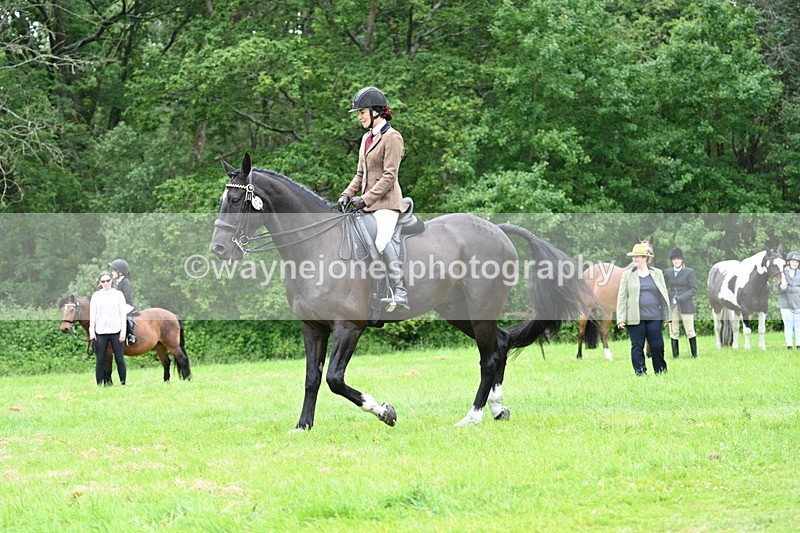 WJ7_4115 - Class 14A Handsome Gelding