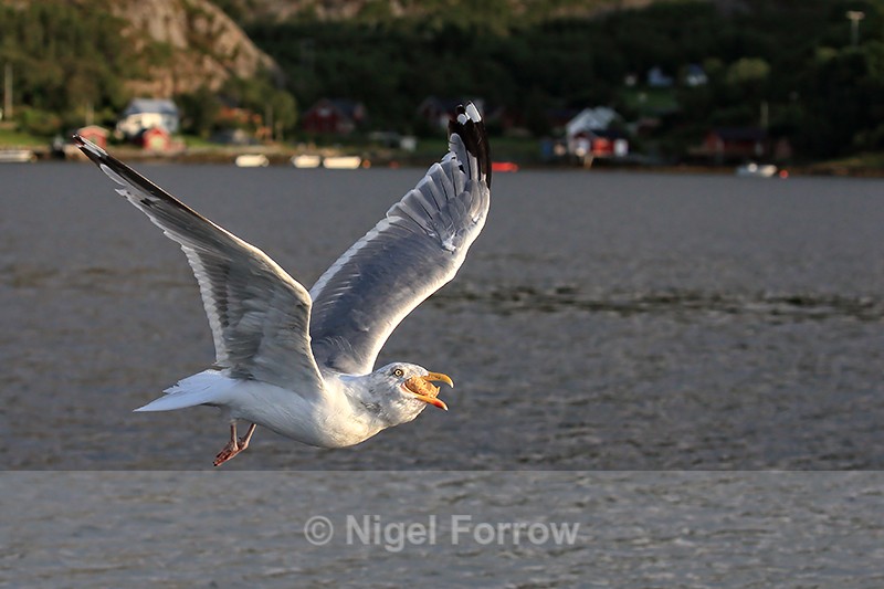 Flying Herring Gull swallowing bread thrown from boat, Norway - Herring Gull
