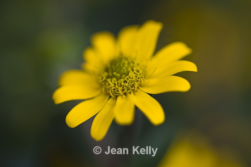 Flower - 1207 - Yellow
