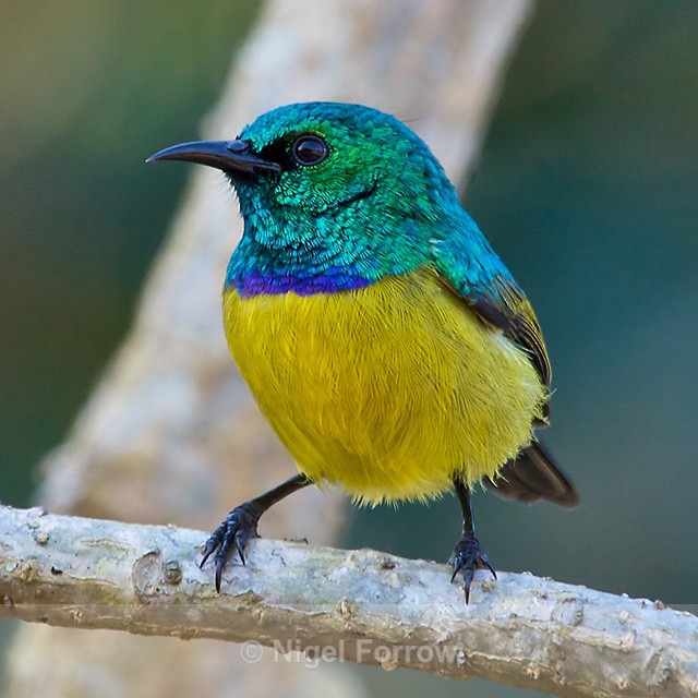Collared Sunbird (male) perched on a branch - Collared Sunbird