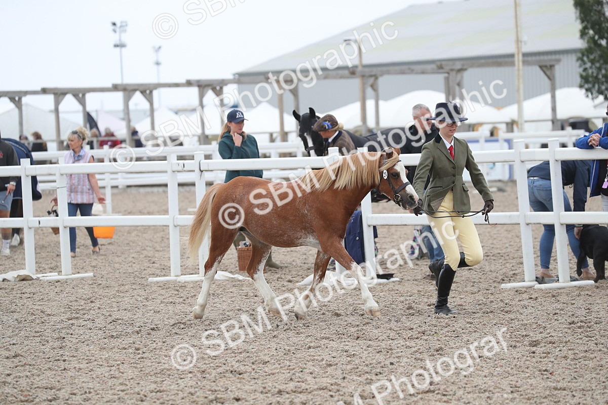 SBM_17970 - Class 317 IH Pure bred Horse/Pony