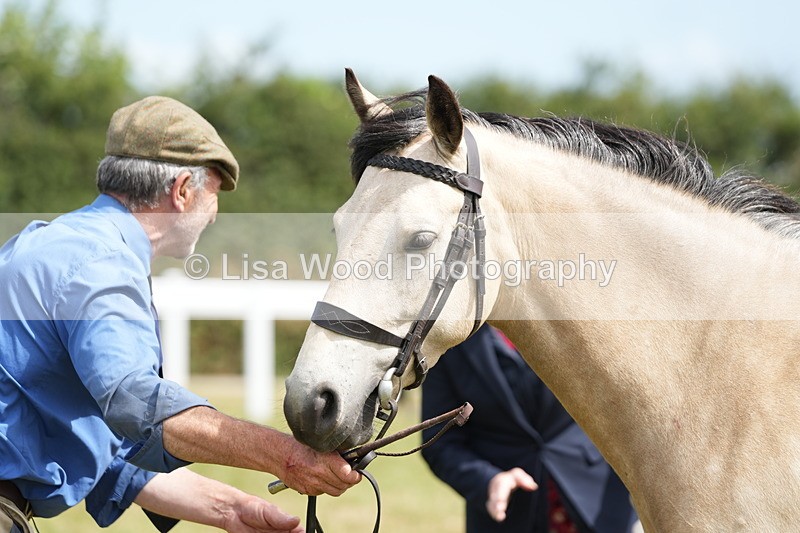 DSC05821 - Class 51: NPS M&M 4 years and over Large Breeds