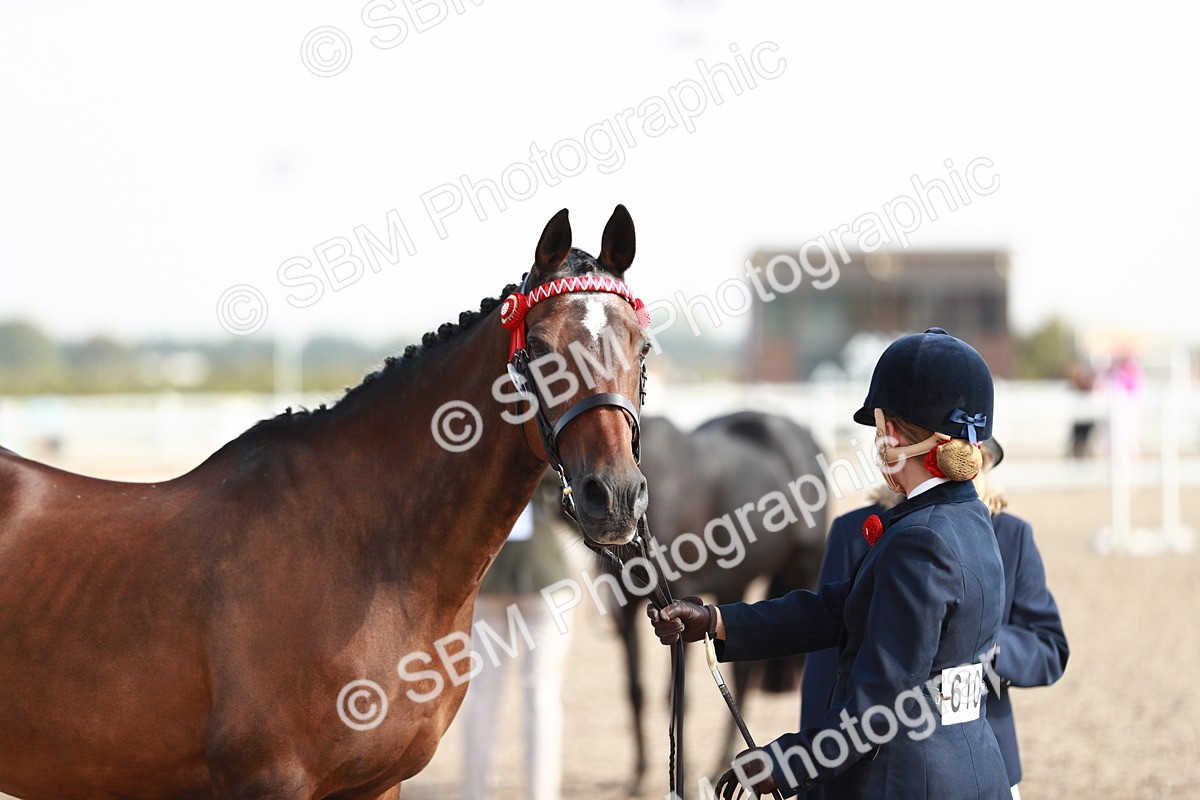 SBM_11104 - Class 205 IH Show Pony/ Show Hunter Pony