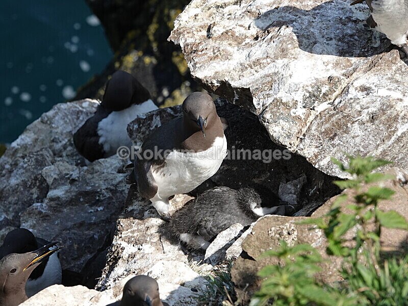 DSC00428 - Skomer 2019