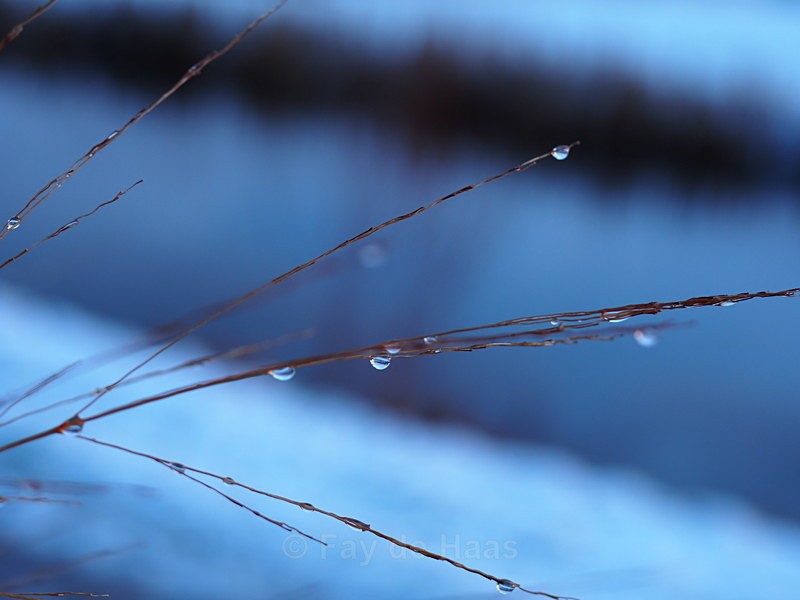 P1300017 - Winter's Sparkle