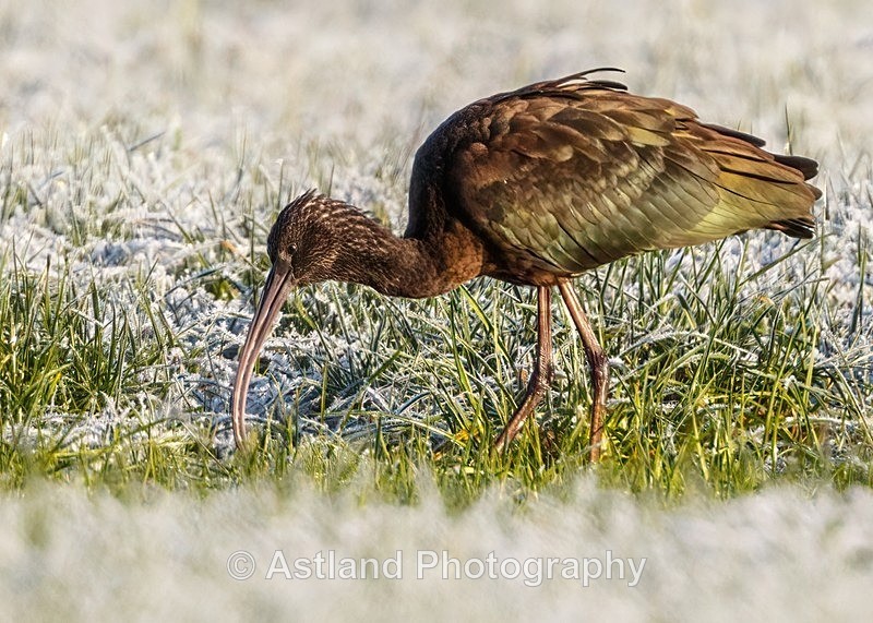 Glossy Ibis 2 - Spoonbill,Ibis