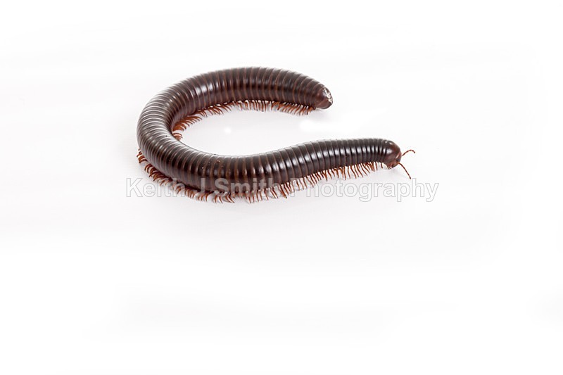 2SKJ8896 - Roaming Reptile Show. II