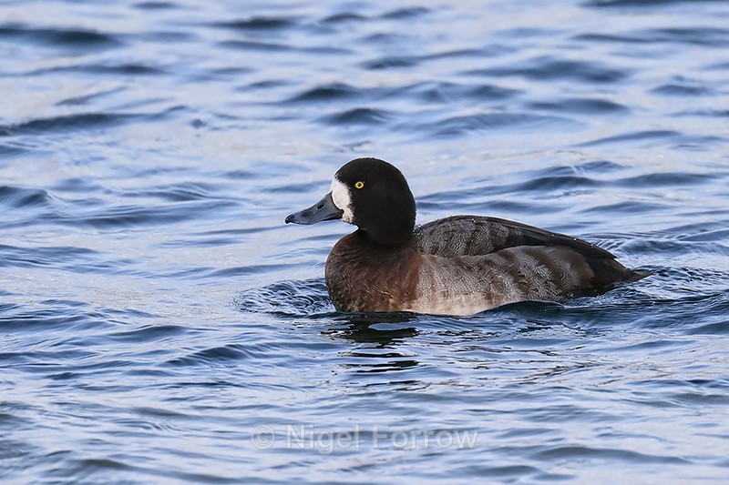 Scaup (female), Farmoor Reservoir, Oxfordshire - Scaup