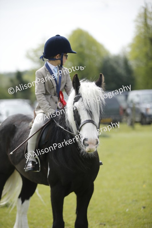 20260426-2150 - Class 9 - Handsomest Gelding