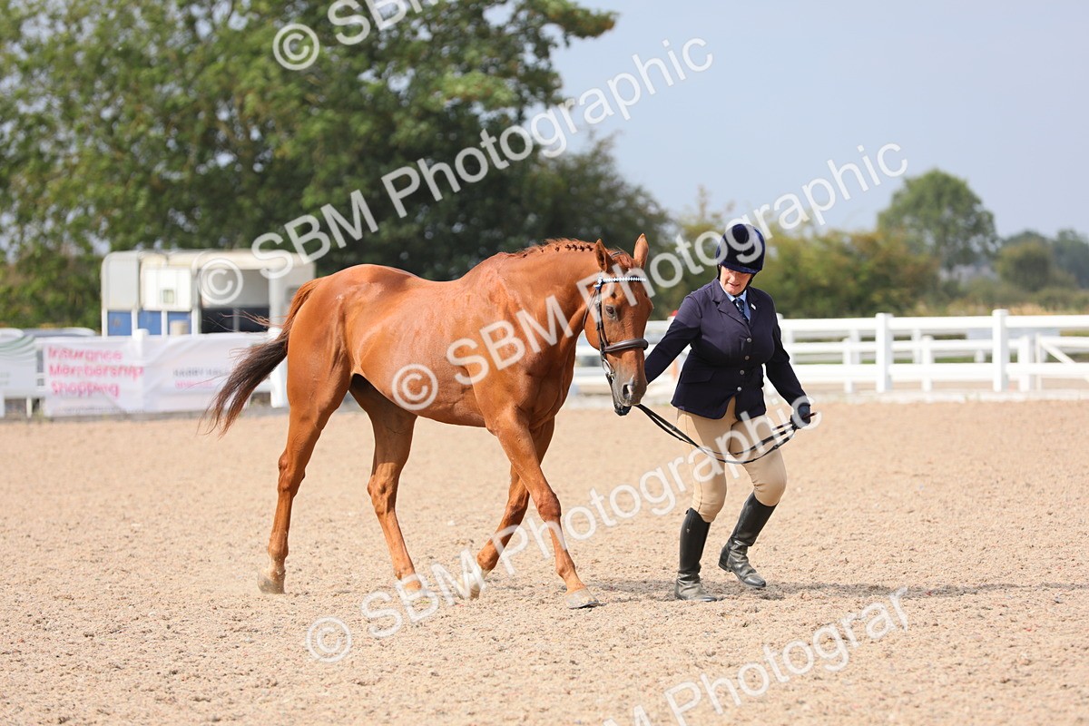 SBM_15919 - Class 313 IH Retired Racehorse