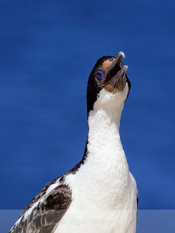 Imperial Shag front sea background, Carcass Island, Falklands - Imperial Shag