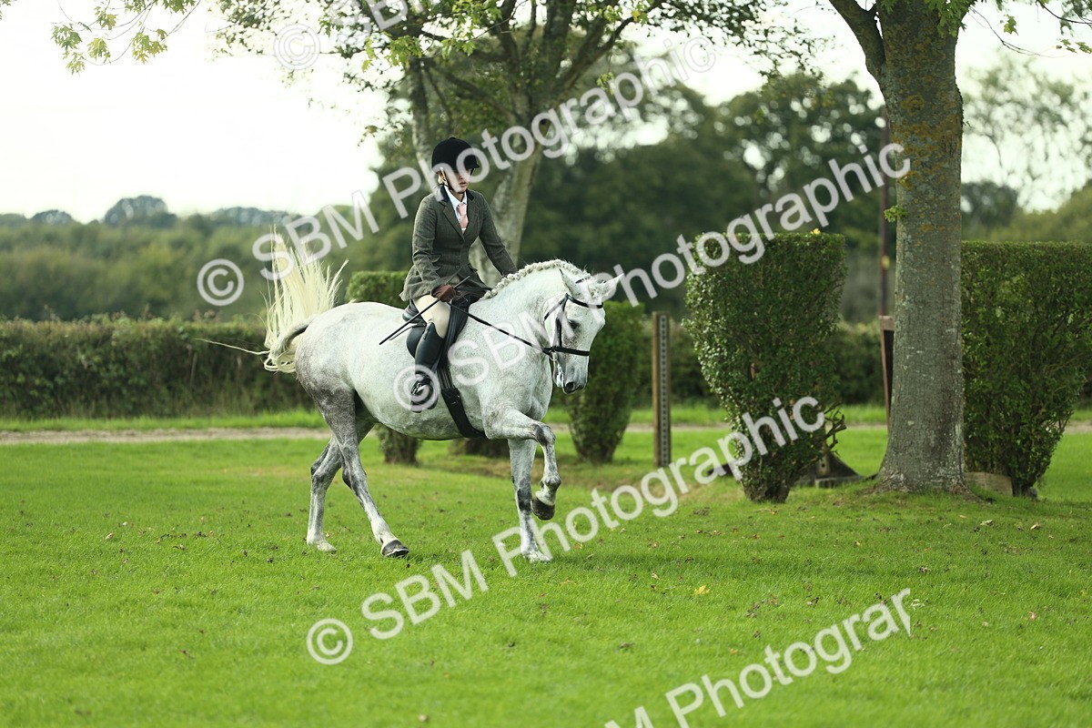 SBM_50682 - S33 - Working Hunter & Working Show Horse