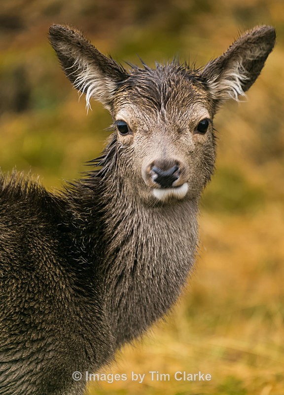 Young Deer Glencoe Hotel 948532 - Wildlife