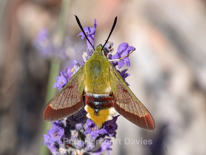 Broad-bordered Bee Hawk-moth (Hemaris fuciformis) - Insects, Spiders and other Animals
