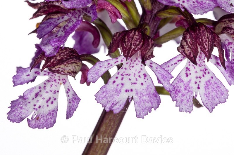  - WB: Orchids - Orchis