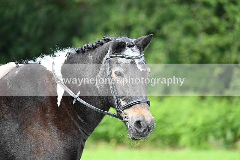 WJ7_1695 - Class 11 Condition & Turnout