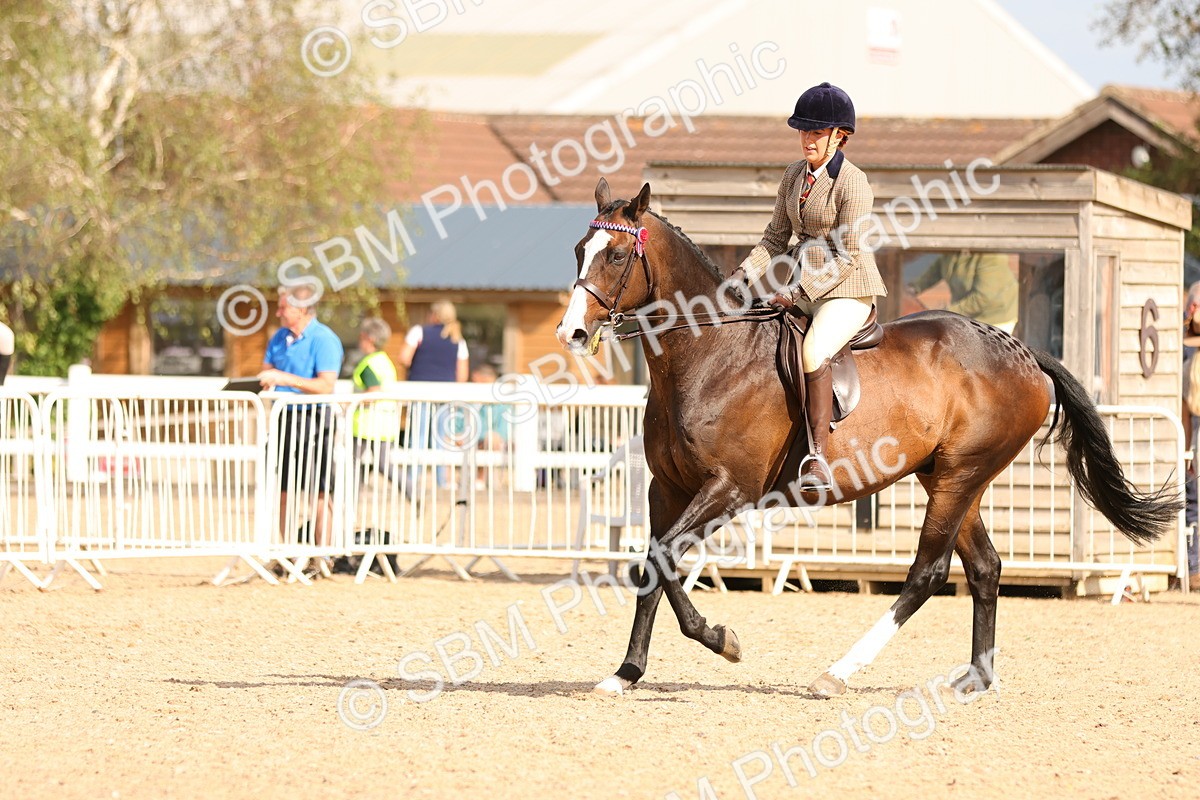 SBM_16268 - Class 217 - Ridden Retired Racehorse
