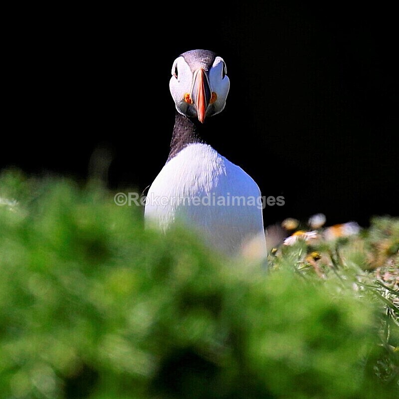 _56A7016 - Skomer 2019