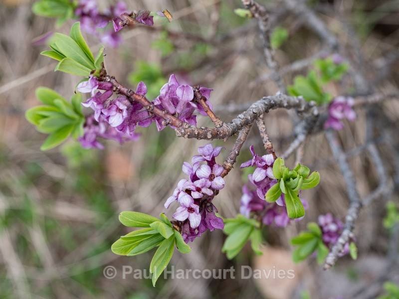 Mezereon (Daphne mezereon)  - Gargano - Wild Flowers