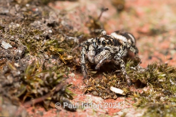 Jumping Spider - Macro
