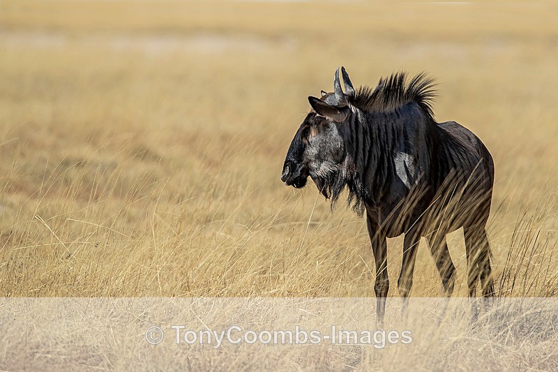 Wildebeest - Etosha National Park ~ Mammals