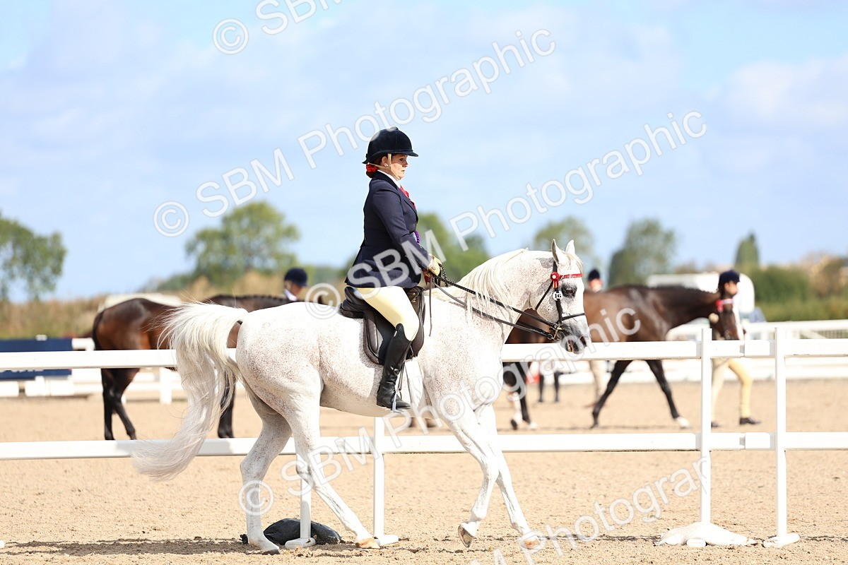 SBM_10911 - Class 305 - Ridden Foreign Breeds - Pure Bred