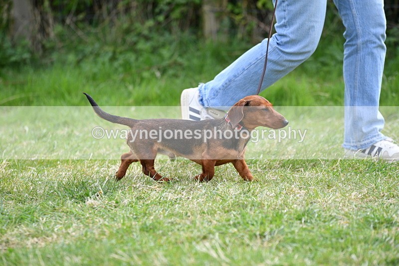 WJ5_9553 - Class 3 Most Handsome Dog