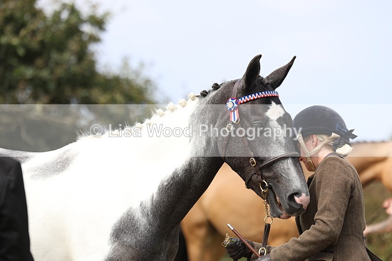 3E7A5543 - Class 20: Sports Horse In Hand