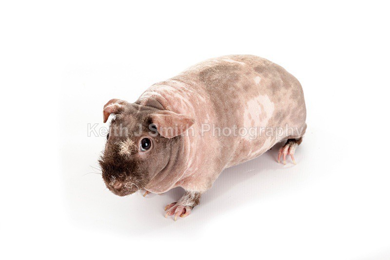 7SKJ4185 - Roaming Reptile Show III