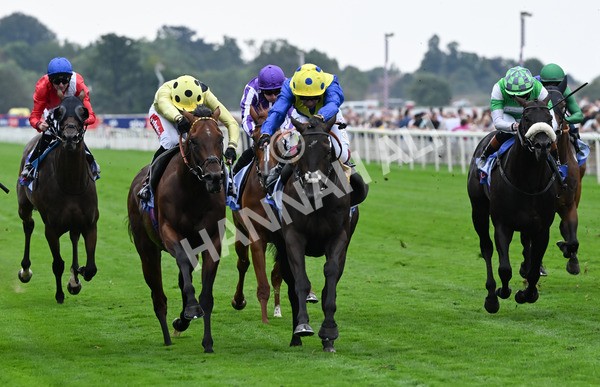 230825-071 Never So Brave - Race 3 3.00pm Sky Bet City Of York Stakes