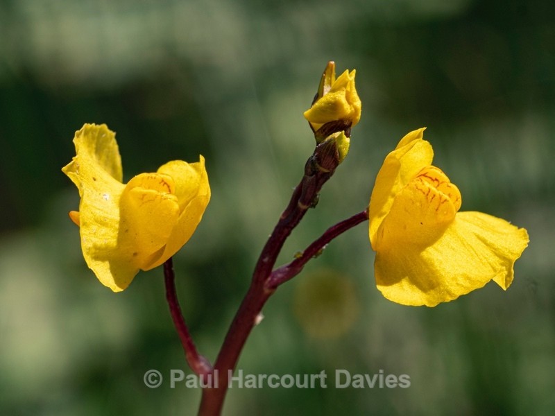 Southern bladderwort (Utricularia australis) - Flower Portraits