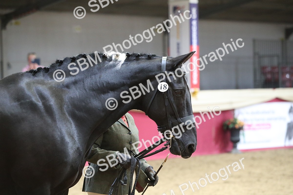 SBM_06430 - Class 9R Regional- IH Pre Vet