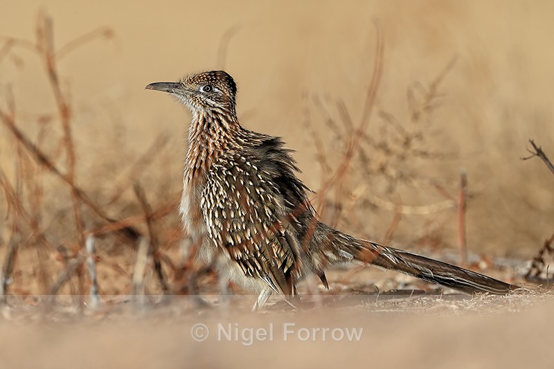 Greater Roadrunner, Bosque del Apache, New Mexico - Greater Roadrunner