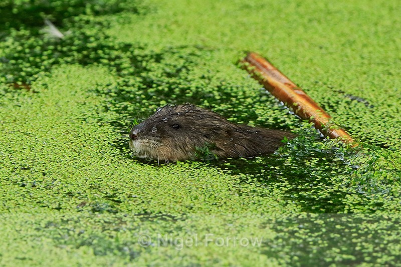 Muskrat surfaces, Cranberry Marsh, Valemount, Canada - Muskrat