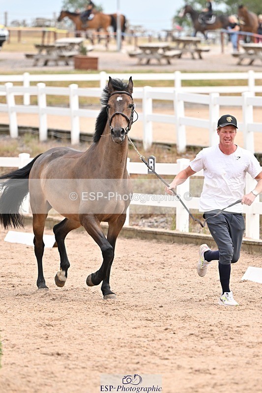 250716-150909-01696 - Trot Up 2.30 to 3.30