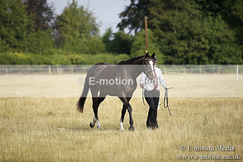 _C7A9117 - BVRC Sow 2018 Ring 2