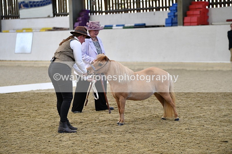 WJ5_3871 - Class 5 In Hand Veterans