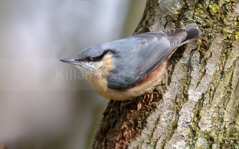 NUTHATCH - WEBSITE PICTURES