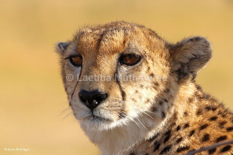 IMG_1353 Maasai Mara - Leos & Cheetahs